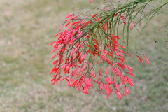 Russelia equisetiformis